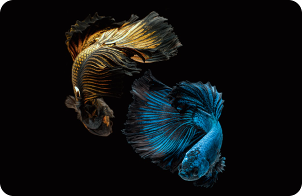 Betta Fish